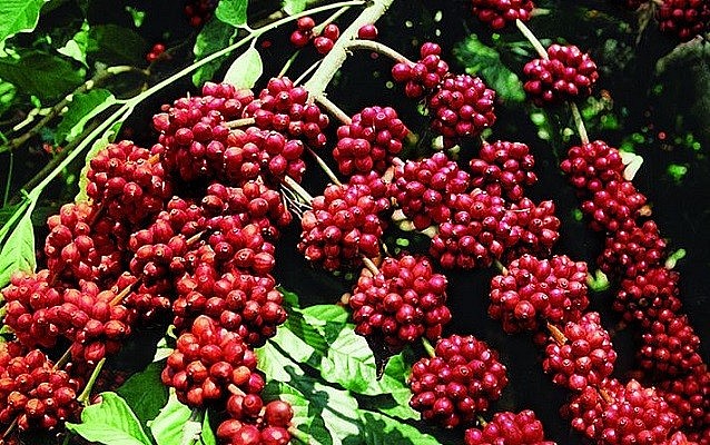 Giá nông sản hôm nay 29/11: Cà phê và hồ tiêu duy trì đà tăng nhẹ