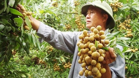 Hưng Yên mở rộng diện tích cây ăn quả theo quy trình VietGAP