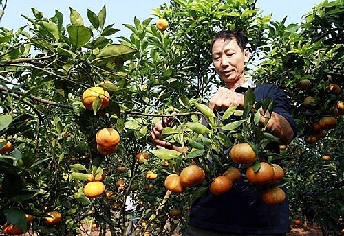 Hưng Yên mở rộng diện tích cây ăn quả theo quy trình VietGAP