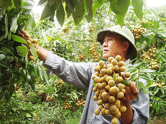 Hưng Yên mở rộng diện tích cây ăn quả theo quy trình VietGAP