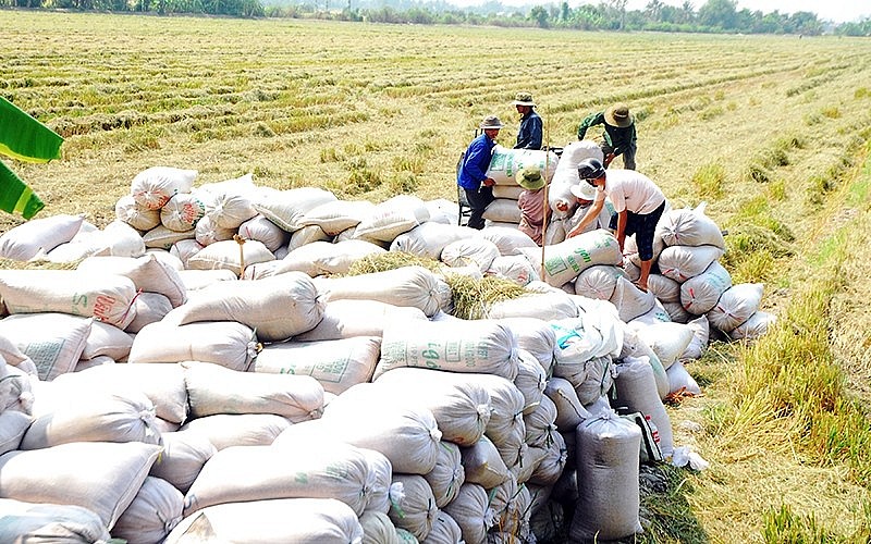 Thành lập Hiệp hội Ngành hàng lúa gạo Việt Nam