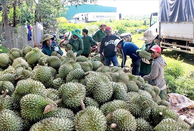 Trung Quốc tăng mua, xuất khẩu sầu riêng vượt 2 tỷ USD