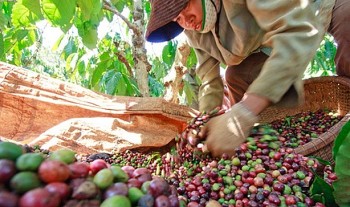 Giá xuất khẩu cà phê tăng vọt