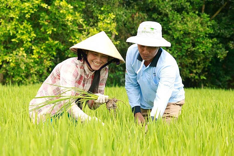 Phát triển một triệu hecta trồng lúa chất lượng cao tại ĐBSCL thích ứng với biến đổi khí hậu