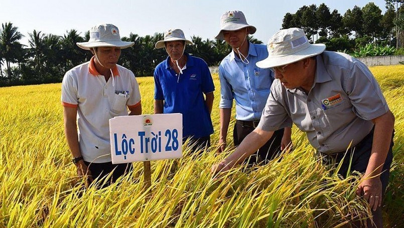 Lộc Trời 28 và Nàng Hoa 9 là hai giống gạo đặc biệt của Lộc Trời góp phần tạo nên chiến thắng giải Gạo ngon nhất thế giới.