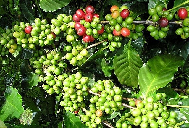 Giá nông sản hôm nay 2/12: Cà phê quay đầu giảm nhẹ, hồ tiêu tiếp đà tăng