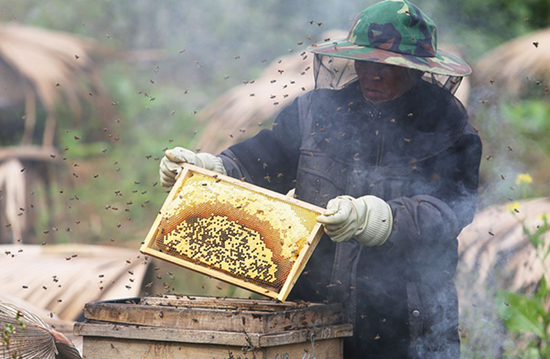 Mật ong bạc hà Hà Giang - Thực phẩm vàng nơi cao nguyên đá