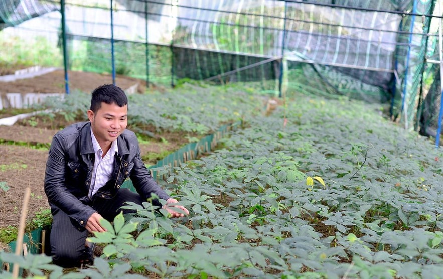 Mô hình trồng sâm Ngọc Linh tại huyện Lạc Dương, tỉnh Lâm Đồng (Ảnh: Minh Hậu).