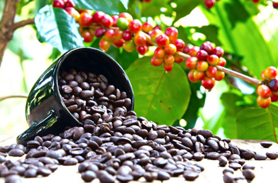 Giá nông sản hôm nay 3/12: Cà phê và hồ tiêu không có điều chỉnh mới
