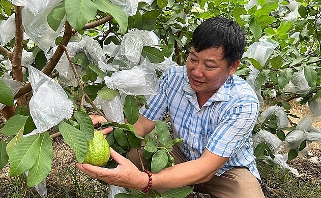 Ông Trịnh Xuân Hòa bên vườn ổi của gia đình.