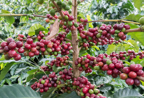Giá nông sản hôm nay 6/12: Cà phê và hồ tiêu đảo chiều tăng
