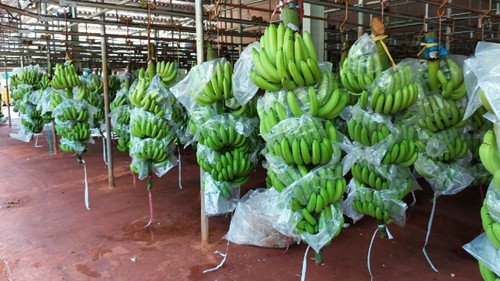 Việt Nam là thị trường cung cấp quả chuối lớn thứ 2 cho Trung Quốc