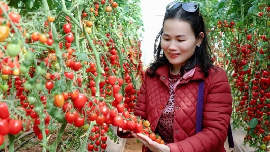 Lâm Đồng chấm dứt Quy chế tạm thời về kinh doanh du lịch canh nông