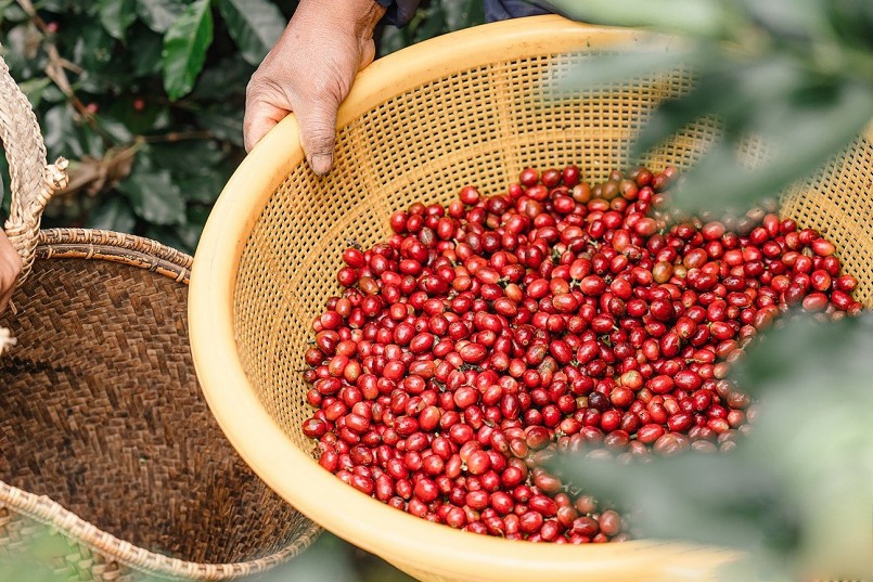 Xuất khẩu cà phê kỳ vọng sẽ phá kỷ lục về giá trị năm 2023