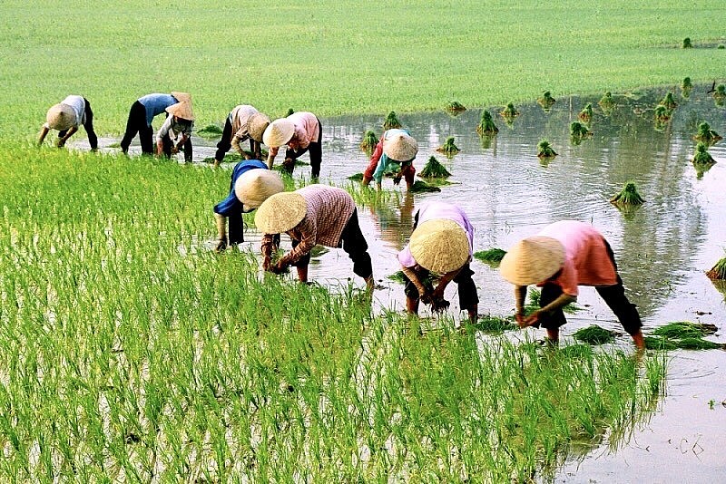 Hải Dương lên kế hoạch gieo trồng 63.600 ha lúa và rau màu vụ đông xuân