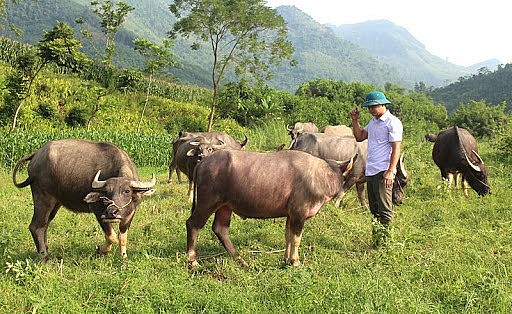 Hưng Yên phát triển chăn nuôi đại gia súc theo hướng hàng hóa
