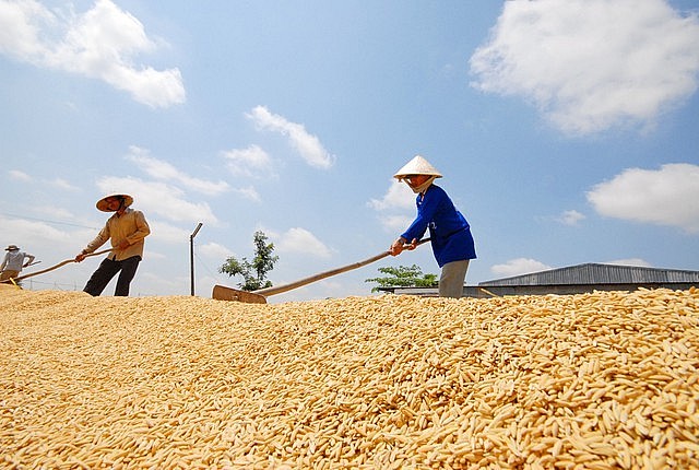 Giá lúa gạo hôm nay duy trì ổn định