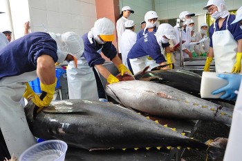 Xuất khẩu cá ngừ đóng hộp của Việt Nam có xu hướng tăng trở lại
