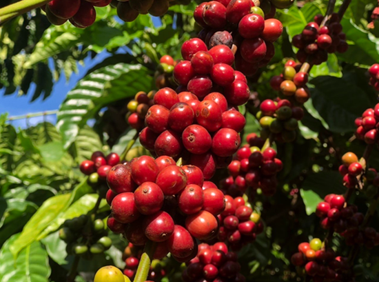 Giá nông sản hôm nay 9/12: Cà phê quay đầu giảm, hồ tiêu tiếp tục tăng