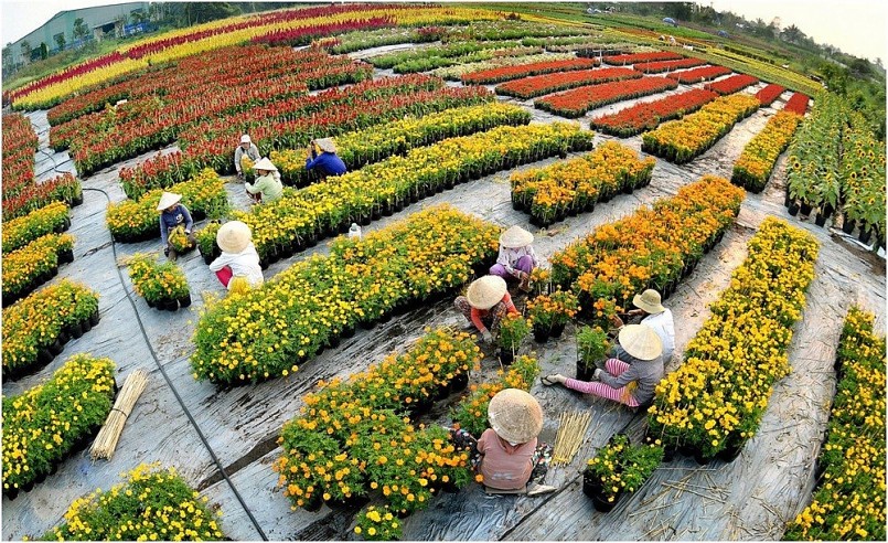 Festival hoa kiểng Sa Đéc - điểm hẹn cho du khách những ngày giao mùa 2024
