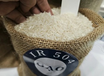 Giá gạo Việt Nam xuất khẩu quay đầu giảm vẫn đắt nhất thế giới