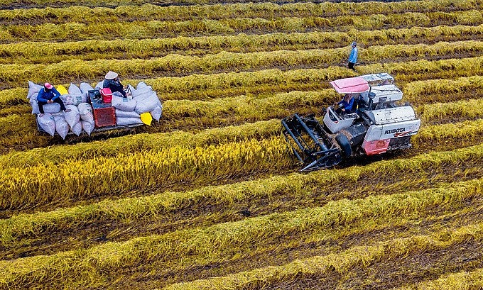 Thu hoạch lúa ở Kiên Giang. Ảnh: An Bình