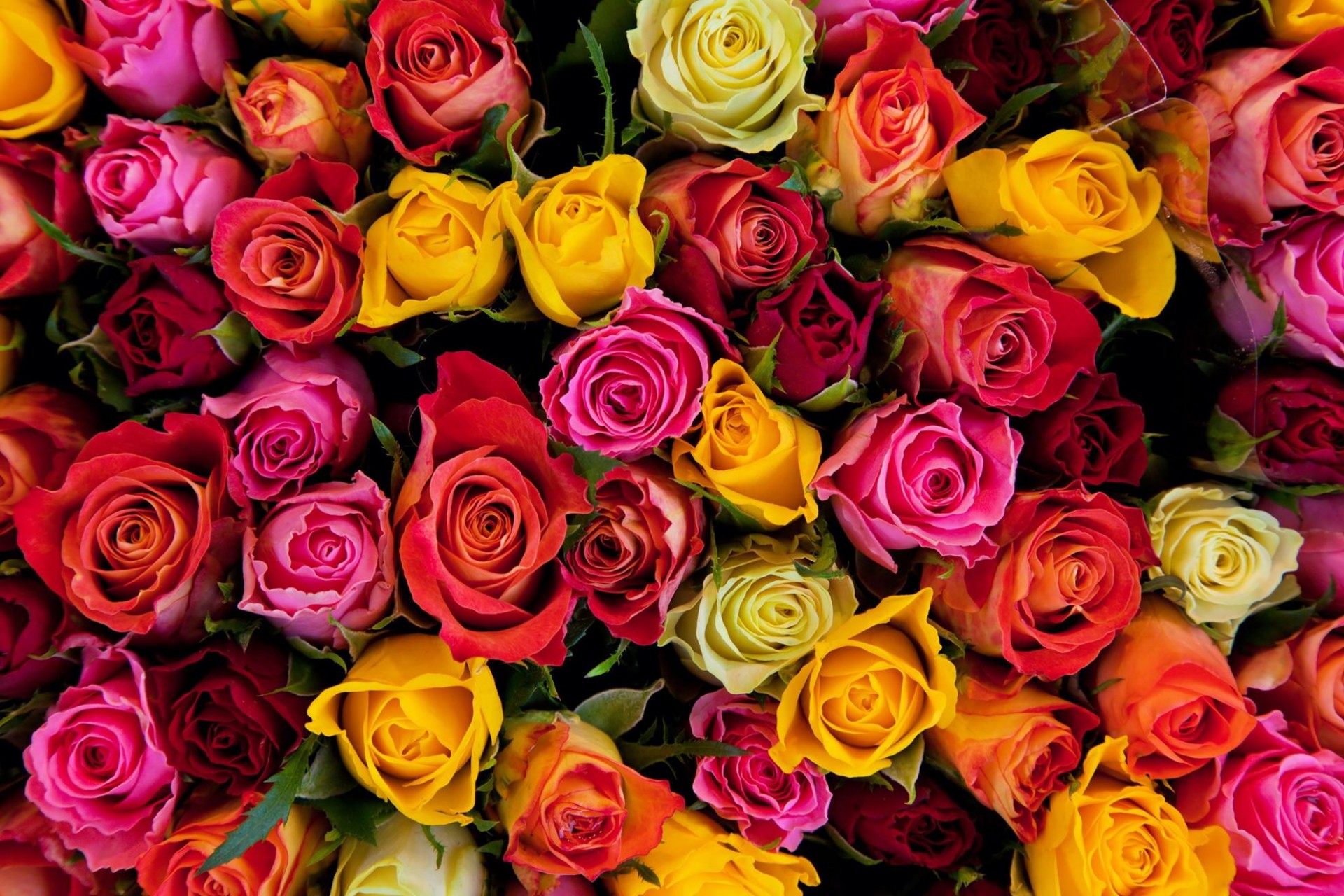 Hoa hồng - Vẻ đẹp và những công dụng tuyệt vời