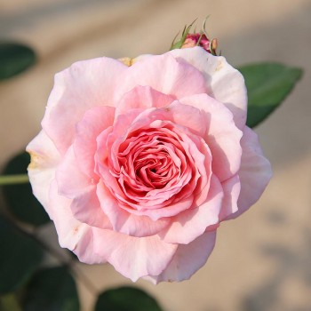 Hoa hồng - Vẻ đẹp và những công dụng tuyệt vời