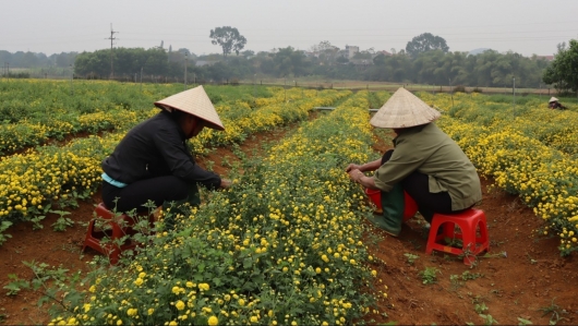 Hà Nội đặt mục tiêu trồng 400ha cây dược liệu vào năm 2025