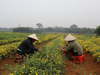 Hà Nội đặt mục tiêu trồng 400ha cây dược liệu vào năm 2025