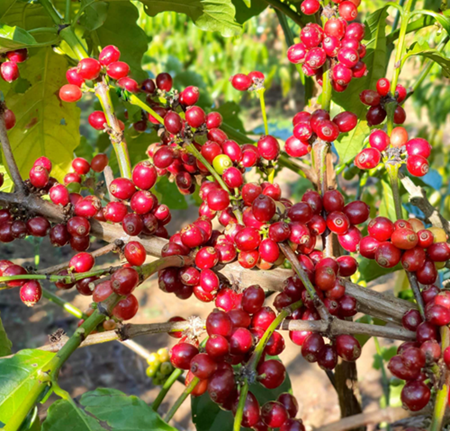 Giá nông sản hôm nay 14/12: Cà phê và hồ tiêu tiếp tục điều chỉnh tăng