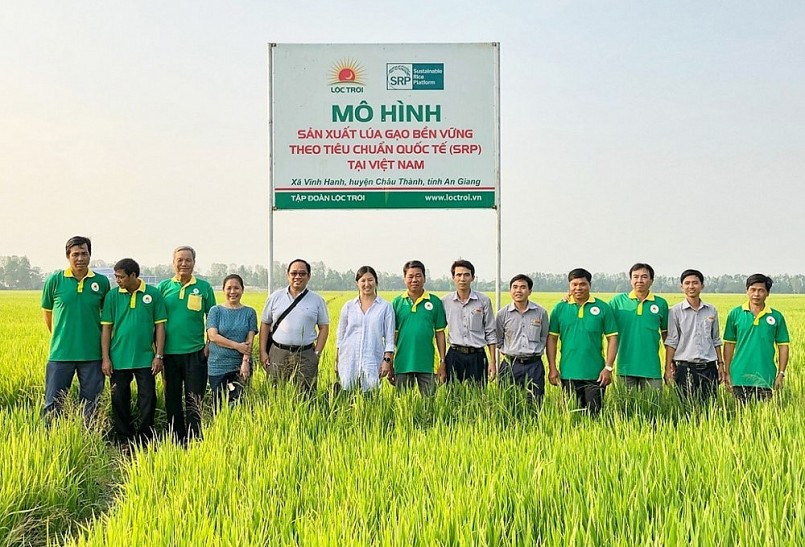 Mô hình sản xuất lúa gạo bền vững đáp ứng tiêu chuẩn quốc tế (SRP) của Tập đoàn Lộc Trời.