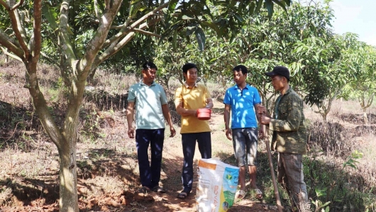 Chăm sóc cây ăn quả sau thu hoạch