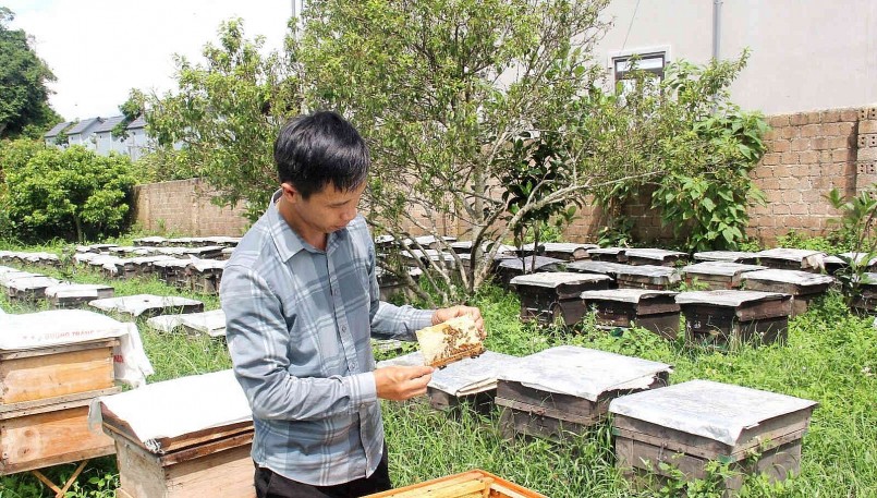 Sản phẩm mật ong bánh tổ của Công ty TNHH Mật ong Vân Hồ được công nhận sản phẩm OCOP 3 sao