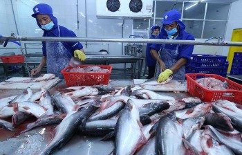 Năm 2023, xuất khẩu cá tra dự kiến đạt 1,8 tỷ USD