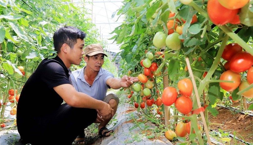 Mô hình trồng cà chua trong nhà màng của hộ dân xã Tân Lập, huyện Mộc Châu.