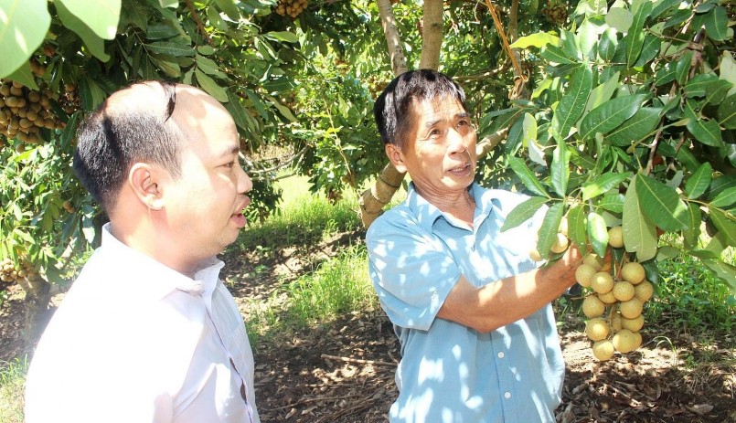 Thành viên HTX Dịch vụ nông nghiệp Bảo Minh kiểm tra diện tích nhãn.