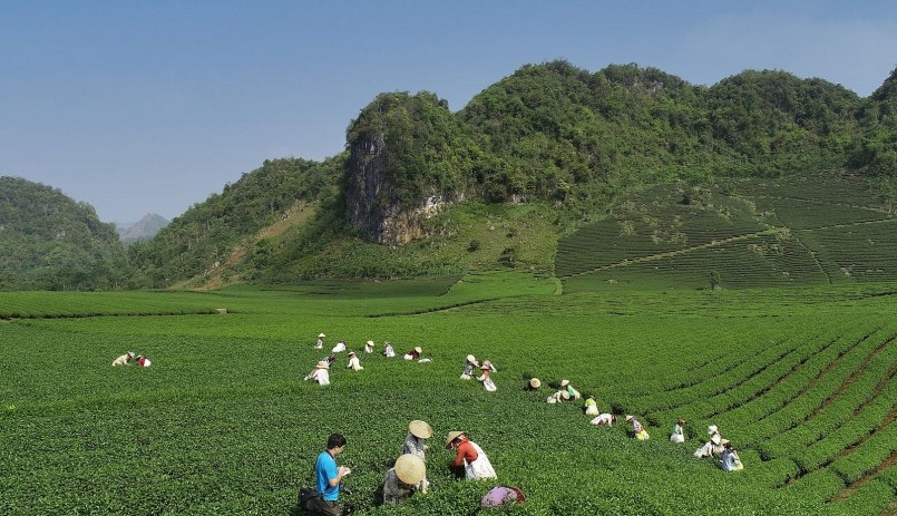Vùng chè của Công ty TNHH trà Thu Đan, xã Phổng Lái, huyện Thuận Châu.   Ảnh: PV