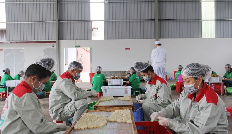 Cơ sở chế biến long nhãn xuất khẩu của Công ty cổ phần xuất nhập khẩu hoa quả Sơn La, phường Chiềng Sinh, Thành phố.
