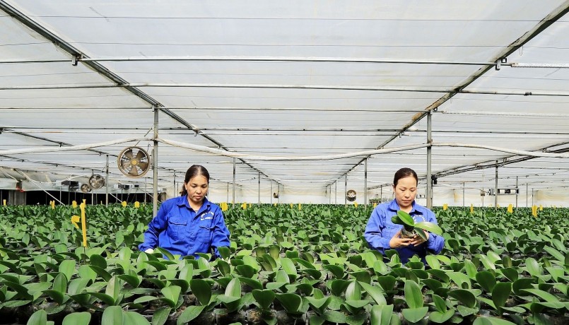 Công ty cổ phần Hoa nhiệt đới trồng hoa lan trong nhà kính.
