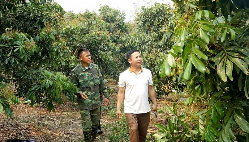 Thành viên HTX Dịch vụ nông nghiệp Hoa Mười áp dụng kỹ thuật rải vụ cho cây nhãn.
