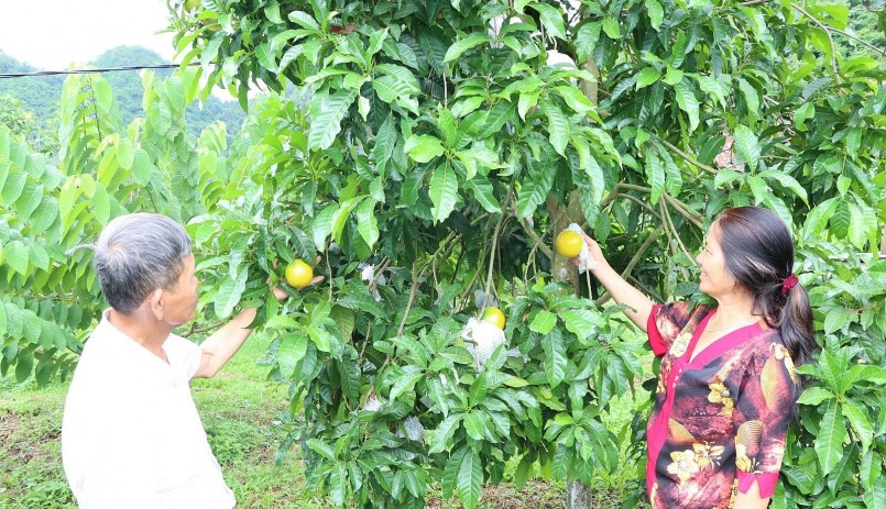 Mô hình trồng cây ăn quả của gia đình ông Đặng Quốc Tuấn, bản Nam Tiến, xã Bon Phặng.  