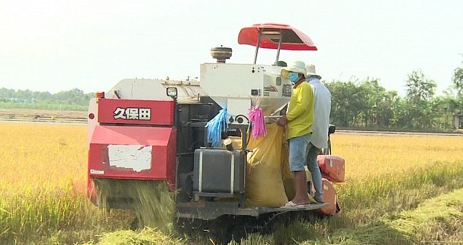 Nông dân Tiền Giang thu hoạch lúa đông xuân.