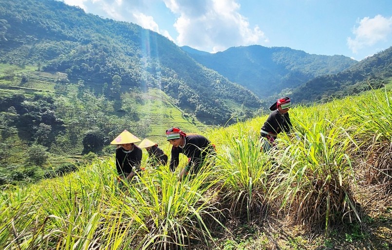 Nông dân xóm Nà Mon, xã Nam Cao (Bảo Lâm) thu hoạch lá sả. Ảnh Báo Cao Bằng