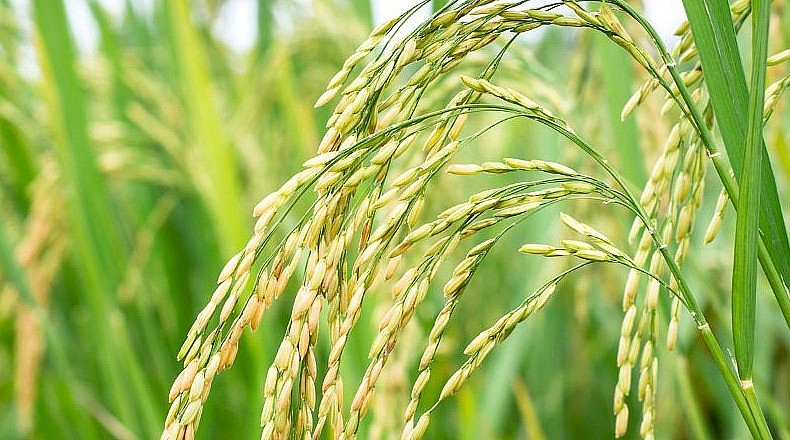 Giá gạo xuất khẩu tăng, gạo chợ quay đầu giảm