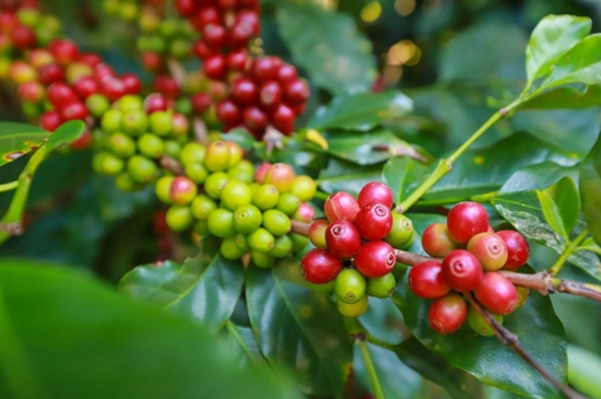 Giá nông sản hôm nay 21/12: Cà phê quay đầu giảm, hồ tiêu tiếp đà tăng