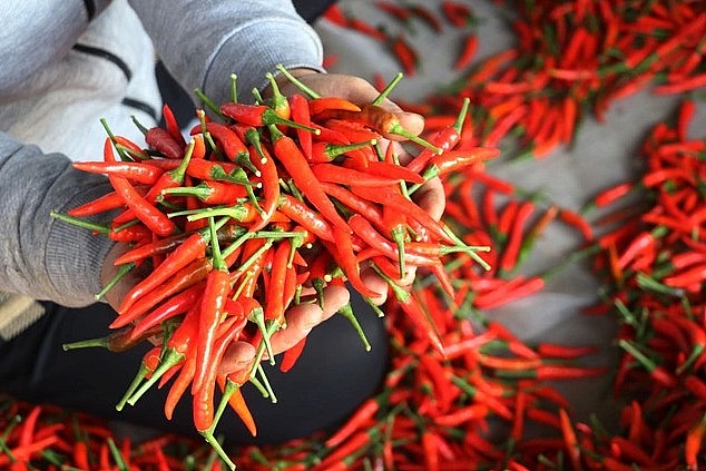 Xuất khẩu ớt sang Trung Quốc đạt 23 triệu USD.