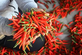 Xuất khẩu khoai lang, ớt sang Trung Quốc tăng 6-9 lần