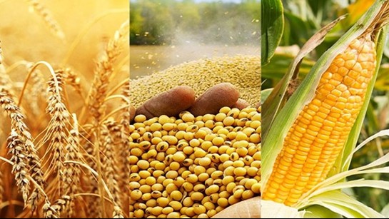 Việt Nam nhập khẩu gần 7 tỷ USD nguyên liệu thức ăn chăn nuôi năm 2023