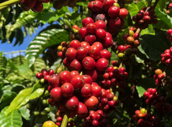 Xuất khẩu cà phê nửa đầu tháng 12 tiếp tục tăng mạnh